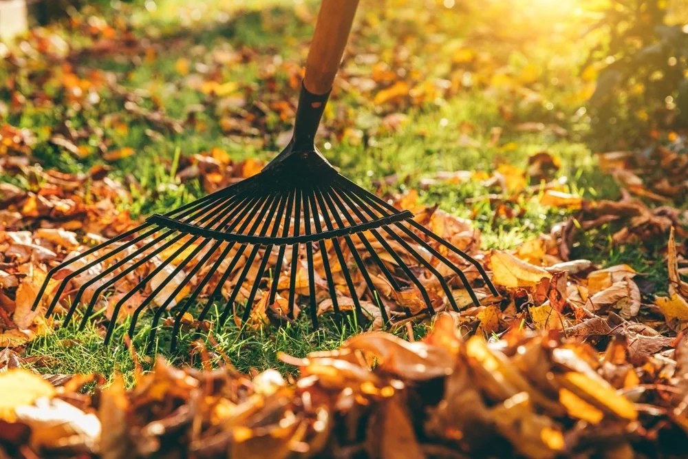 Rake clearing a thick layer of fallen leaves from a lawn