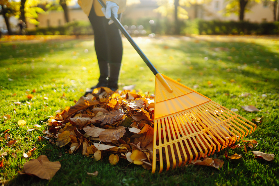 Freshly raked pile of autumn leaves on a sunny lawn